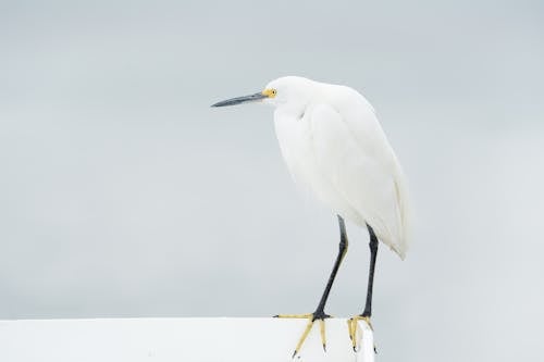 Free Close-Up Shot of an Egret Stock Photo