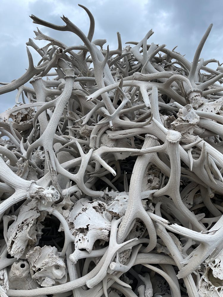 Heap Of Antlers