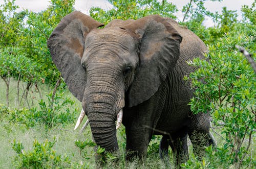 An Elephant With Tusks 