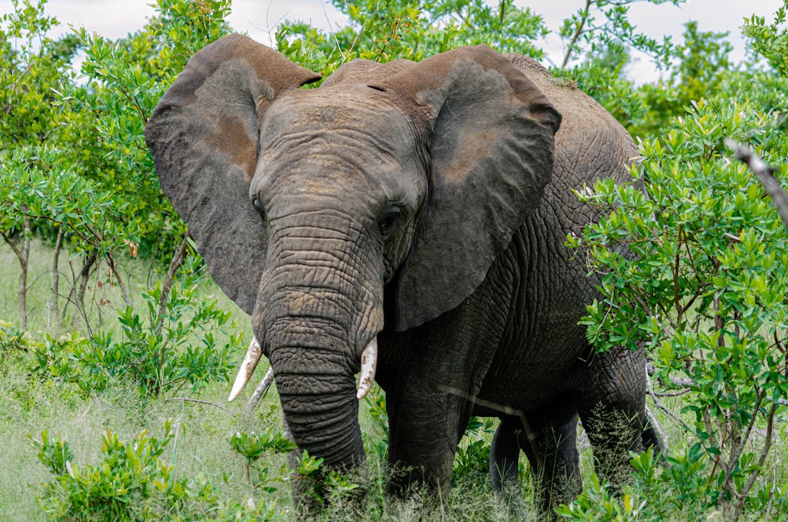 An Elephant With Tusks 