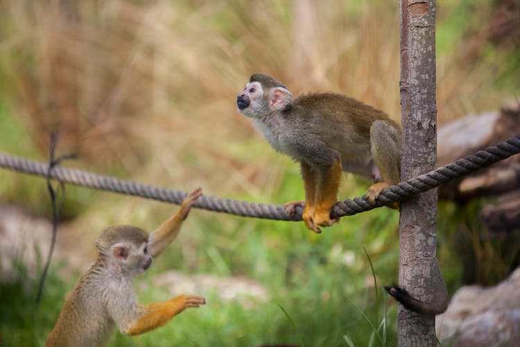 Close-Up Shot Of Monkeys 