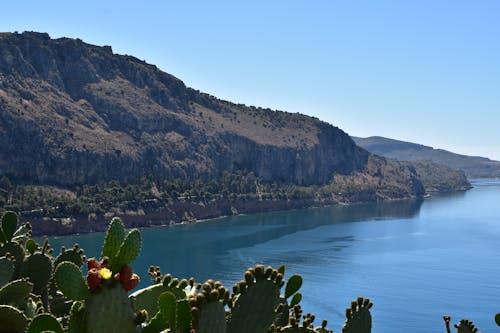 Green Trees on Mountain Near Body of Water