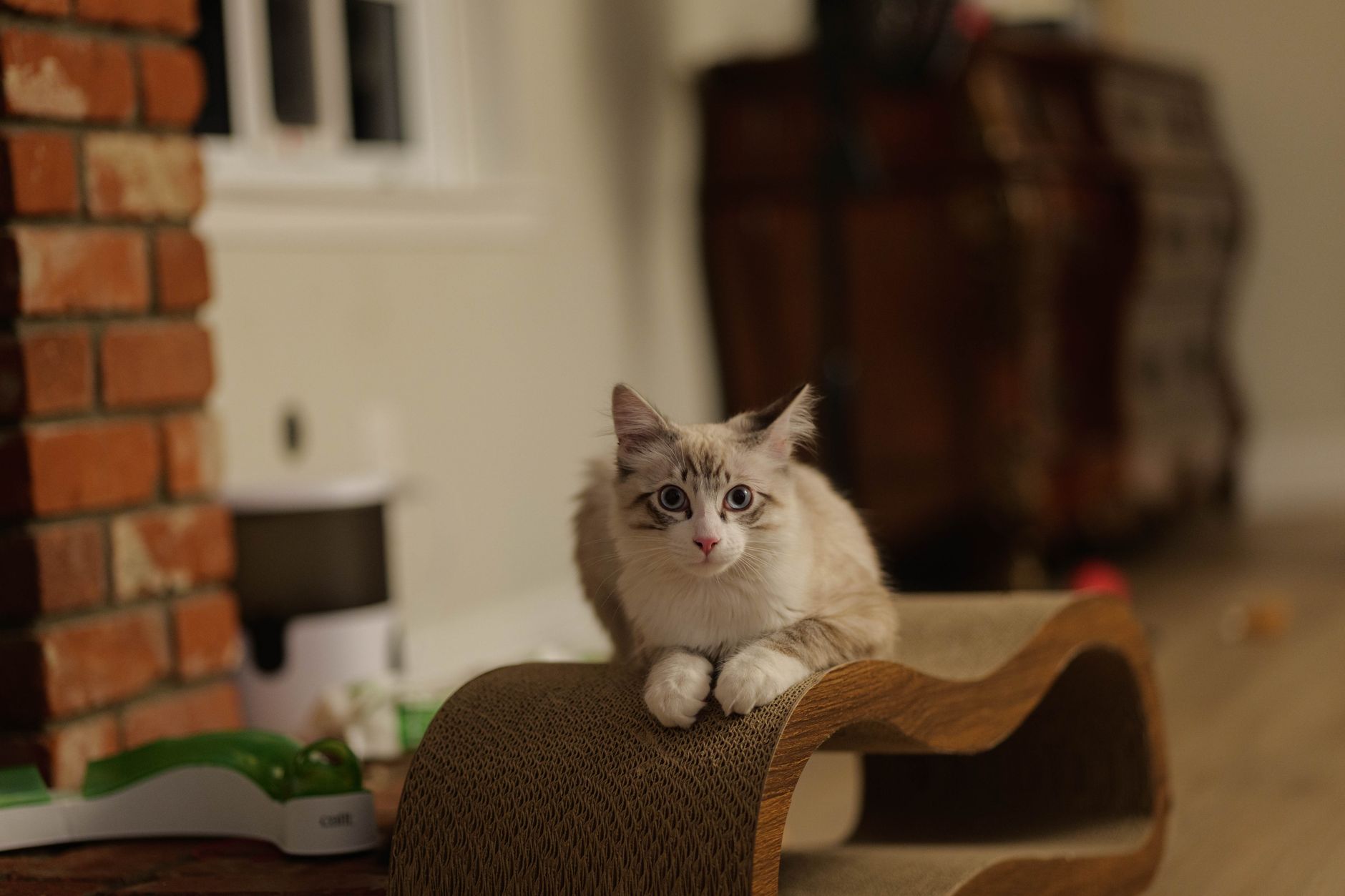 Best Cat Scratchers 2026: Post, Lounger & Cardboard Picks