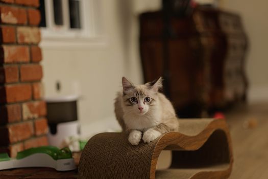 고양이 스크래처 참고 자료