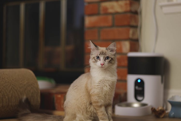 Cat Sitting On Floor