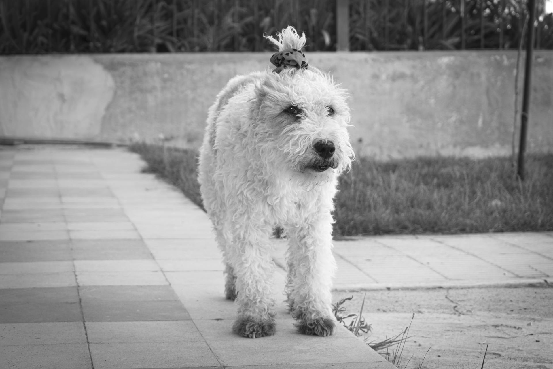 Une photo d'un chien Fox Terrier à l'échelle de gris