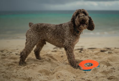 Fotobanka s bezplatnými fotkami na tému breh, lagotto romagnolo, pes