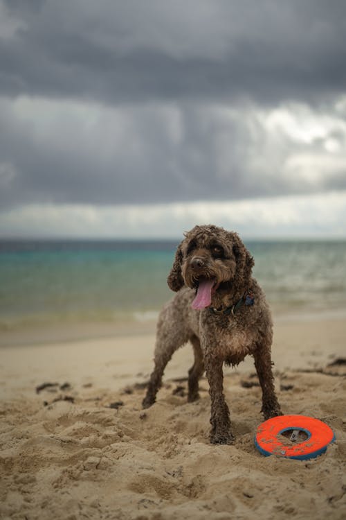 Fotobanka s bezplatnými fotkami na tému breh, lagotto romagnolo, pes