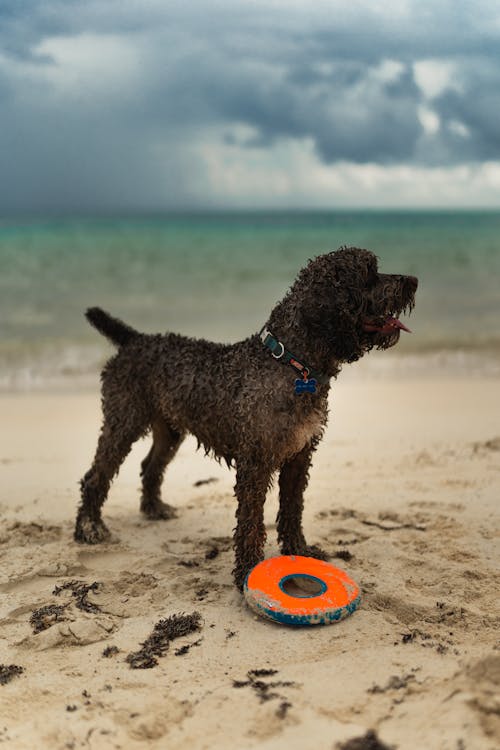 Fotobanka s bezplatnými fotkami na tému breh, lagotto romagnolo, pes