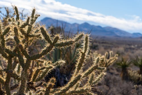 Free stock photo of beautiful nature, desert, mountain