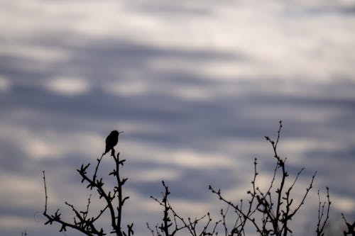 Free stock photo of hummingbird