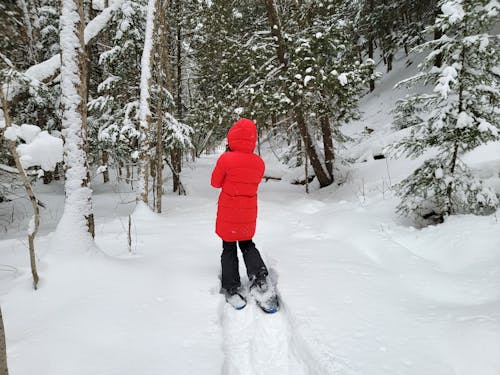 Foto profissional grátis de andando, árvores, casaco de inverno