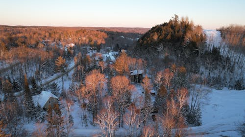 Houses Surrounded of Pine Trees on Snow Covered Ground