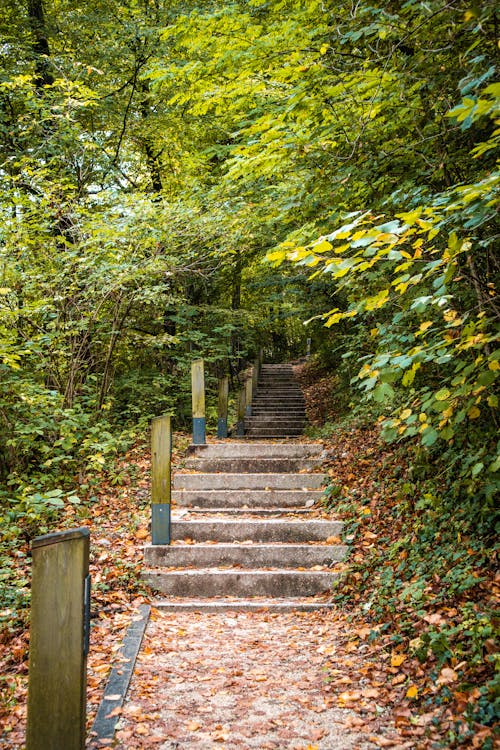 Gray Concrete Staircase Between Green Plants