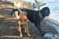 Brown Short Coated Dog Running on Water