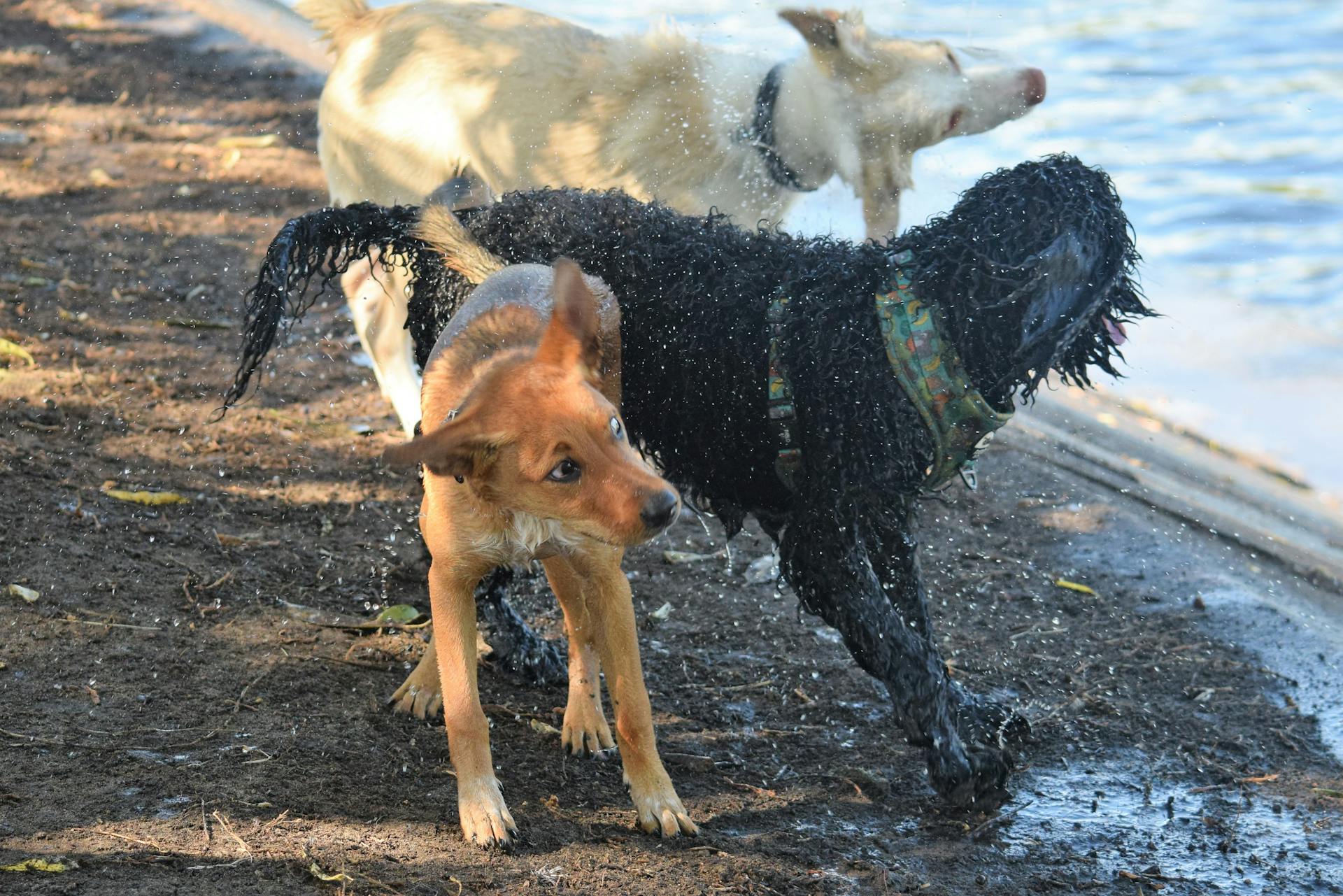 Trois chiens au sol près de l'eau