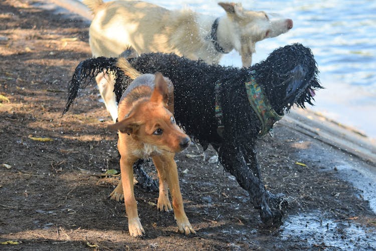 Three Dogs Standing On The Ground Near Water