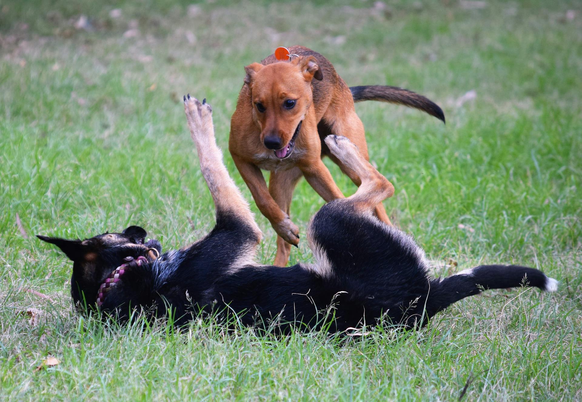 Dogs Playing on Grass