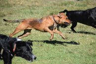 Black and Brown Short Coated Dogs on Green Grass Field