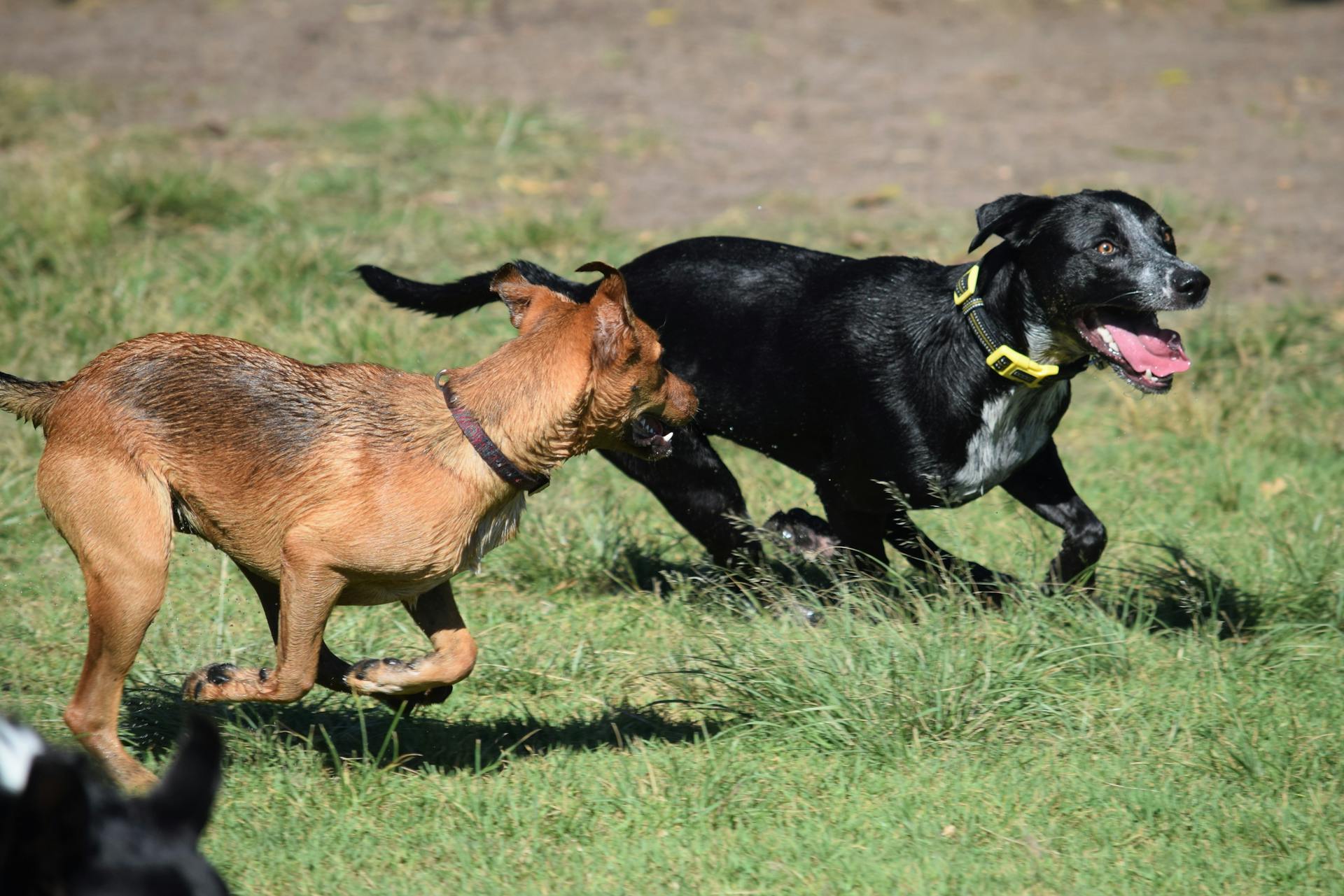 Photo of Dogs Running on Grass