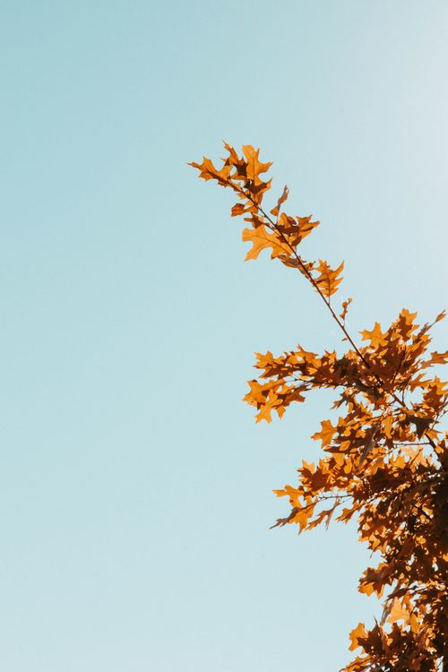 Free Crisp orange maple leaves in autumn against a clear blue sky, capturing nature's vibrant fall colors. Stock Photo