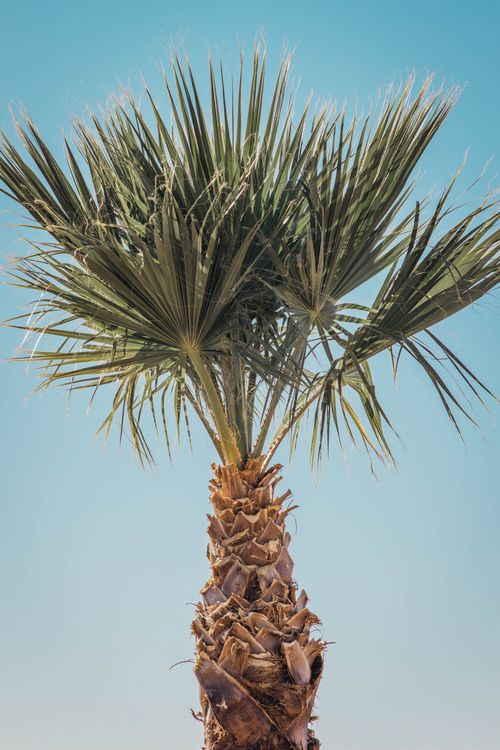 Free Close-up view of a palm tree against a clear blue sky, illustrating a sunny and tropical theme. Stock Photo