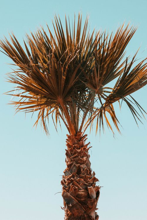 Free A single palm tree reaches towards an unblemished blue sky, creating a tropical feel. Stock Photo