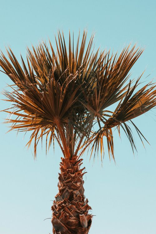 Free A close-up vertical shot of a single palm tree with a clear blue sky background. Ideal for travel and summer themes. Stock Photo