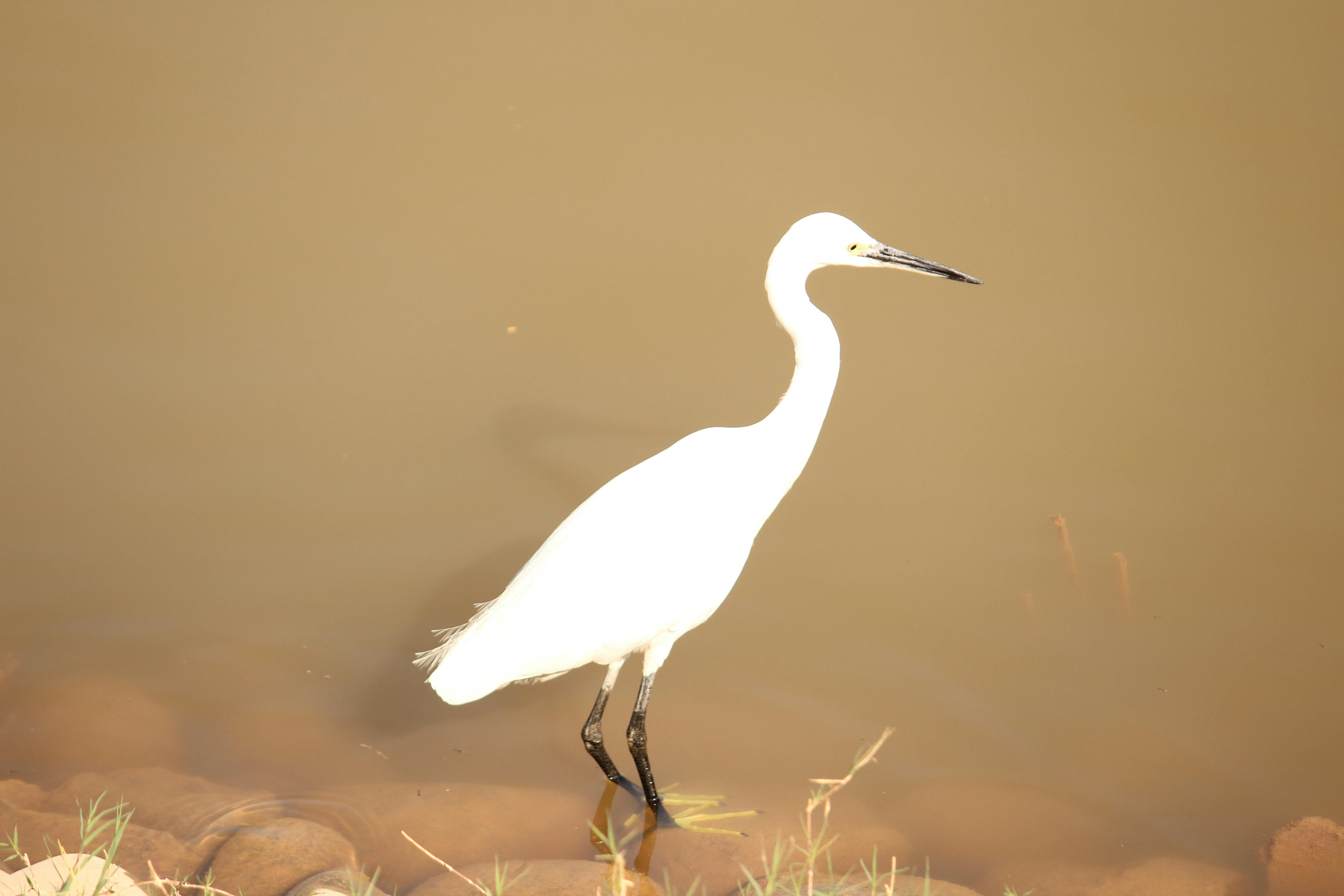Free stock photo of indian heron, white heron