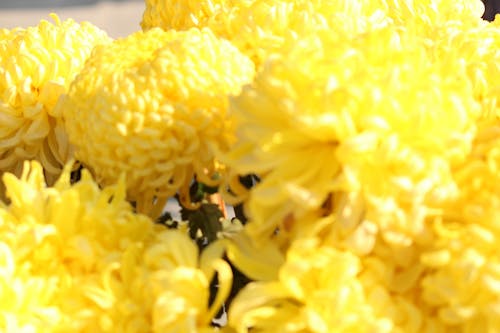 Free stock photo of flowers, yellow flowers
