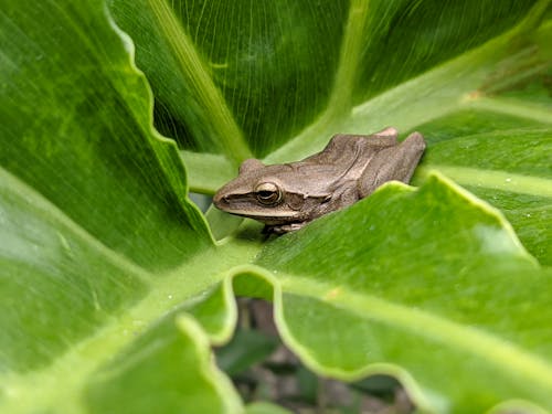 Free Close Up Photo of Frog on Green Leaf Stock Photo