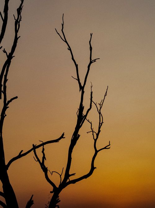 Free Leafless tree silhouettes contrast against a vibrant orange sunset sky in Chandor, India. Stock Photo