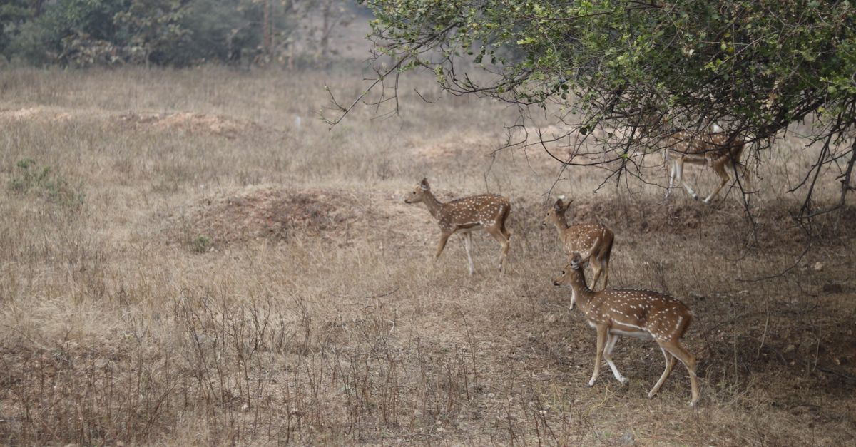 Spotted deer mauled by stray dogs in Madhavaram dies