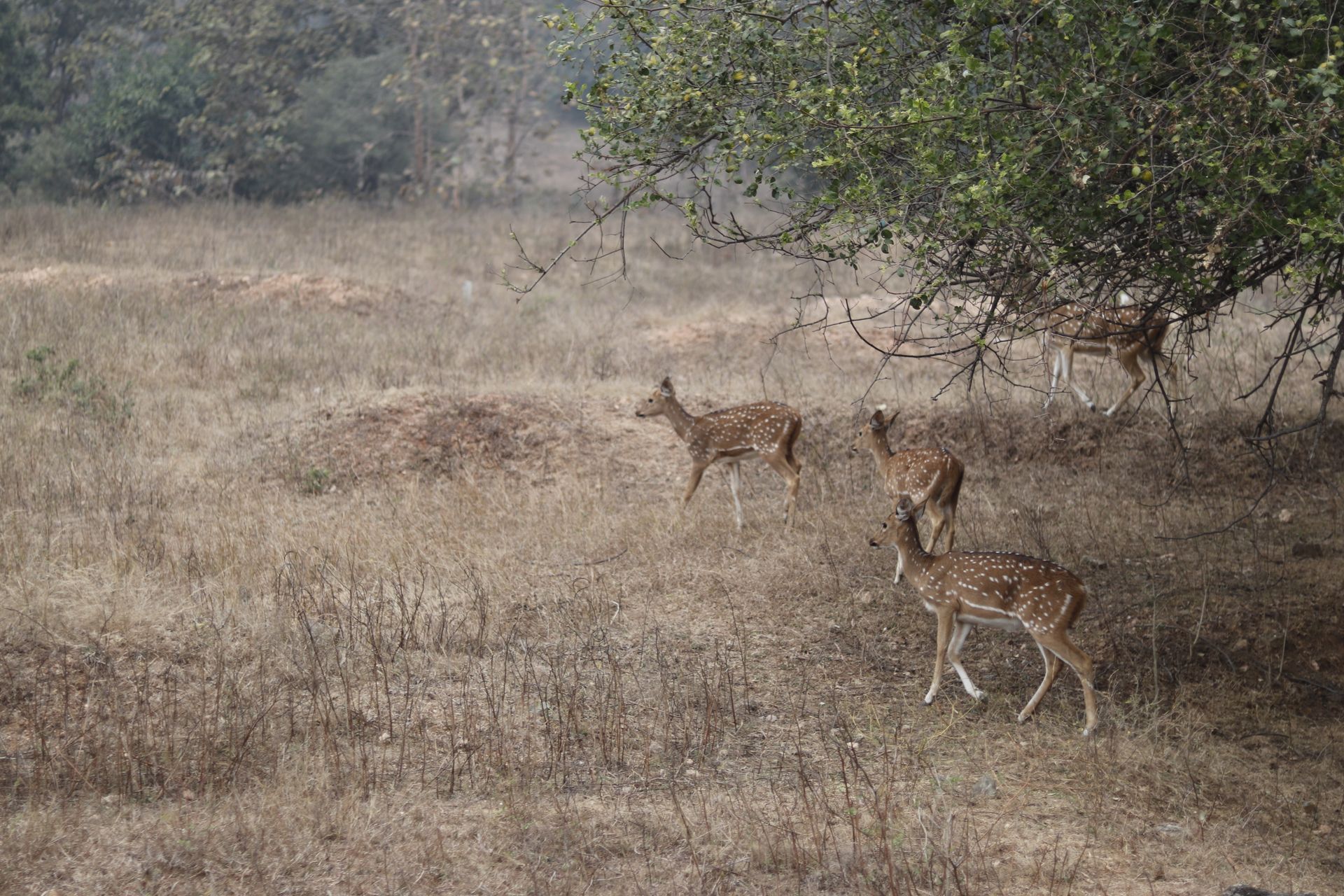 Group of spotted deer grazing under trees in Nagpur forest, India.