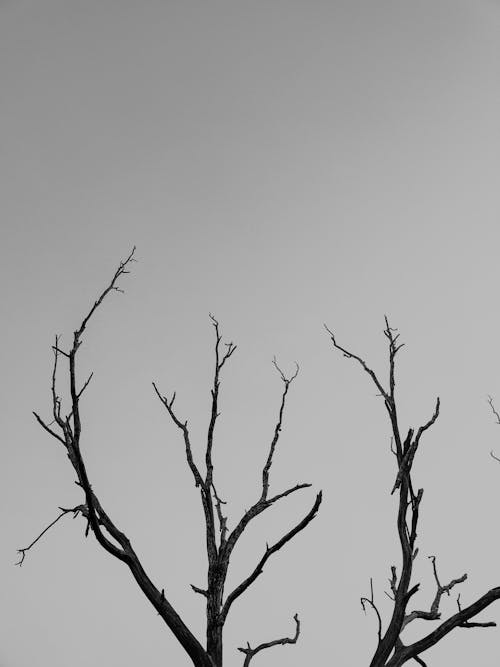 Free stock photo of black-and-white, shotonrealme, silhouette