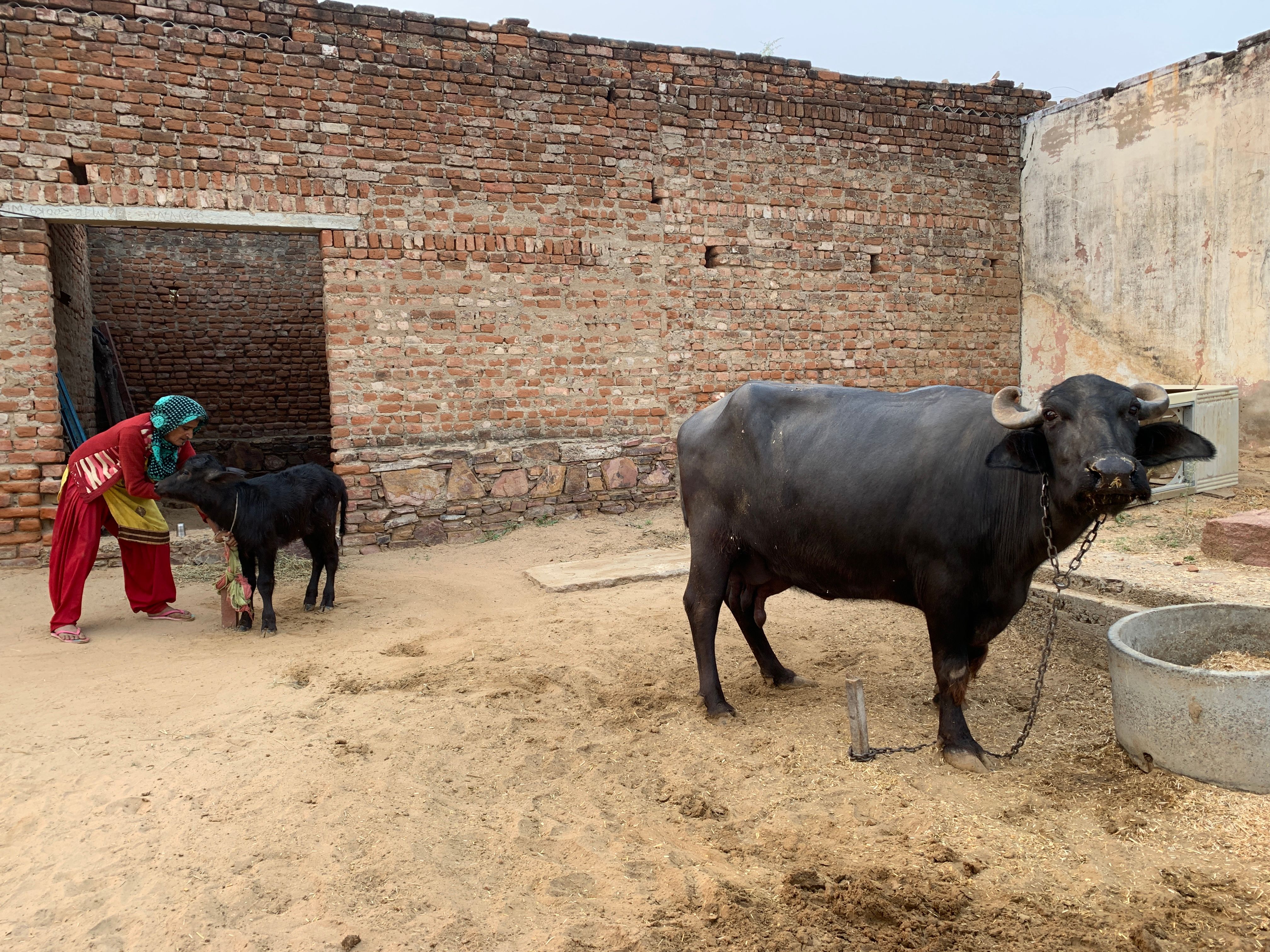 Buffalo; live, pure-bred breeding animals