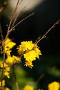 Yellow Flower in Tilt Shift Lens