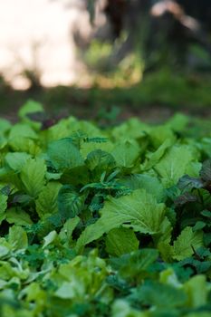 A vibrant patch of fresh leafy greens in an outdoor garden, captured with natural light.