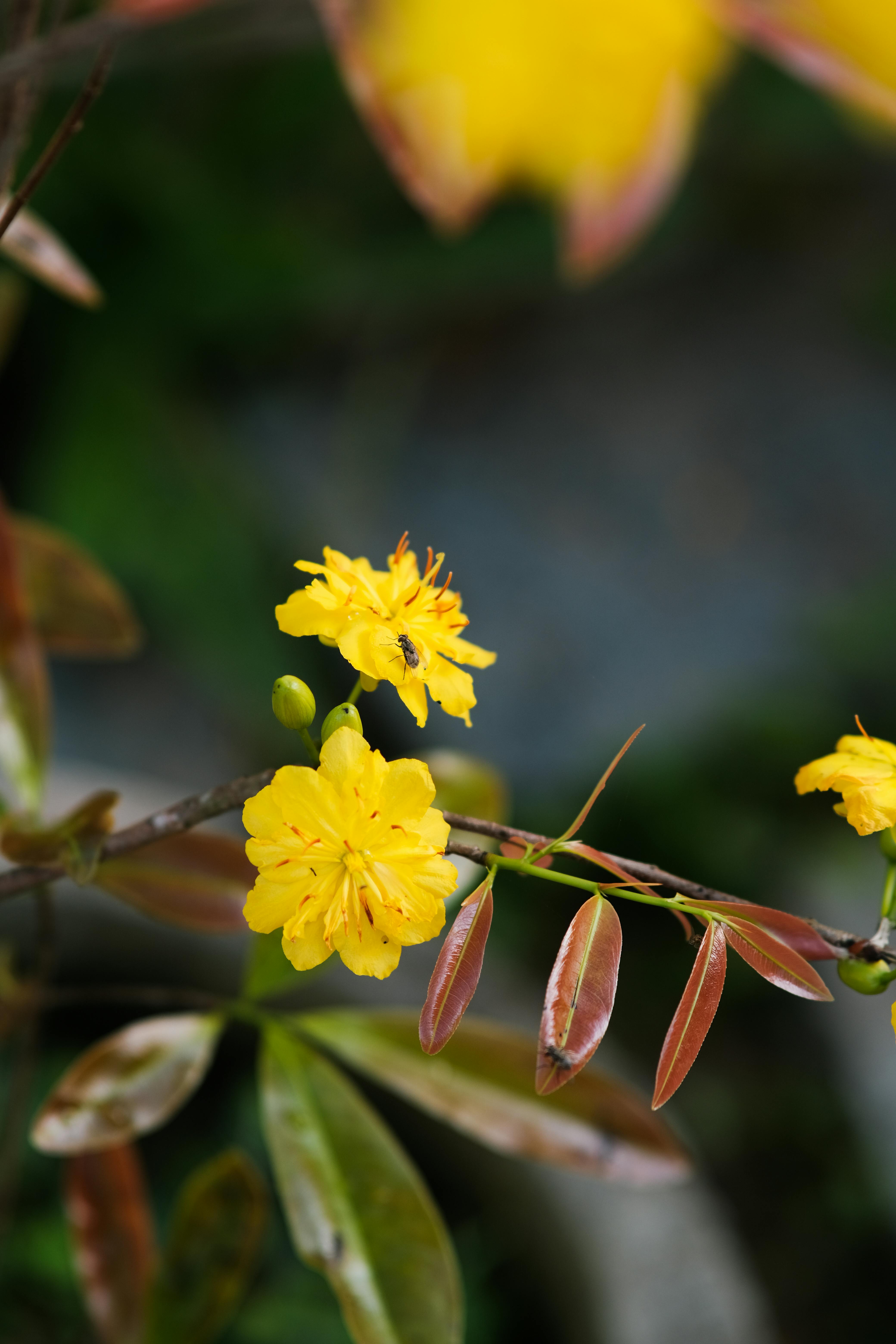 Vibrant yellow Ochna integerrima flowers in full bloom on a branch, showcasing intricate details.