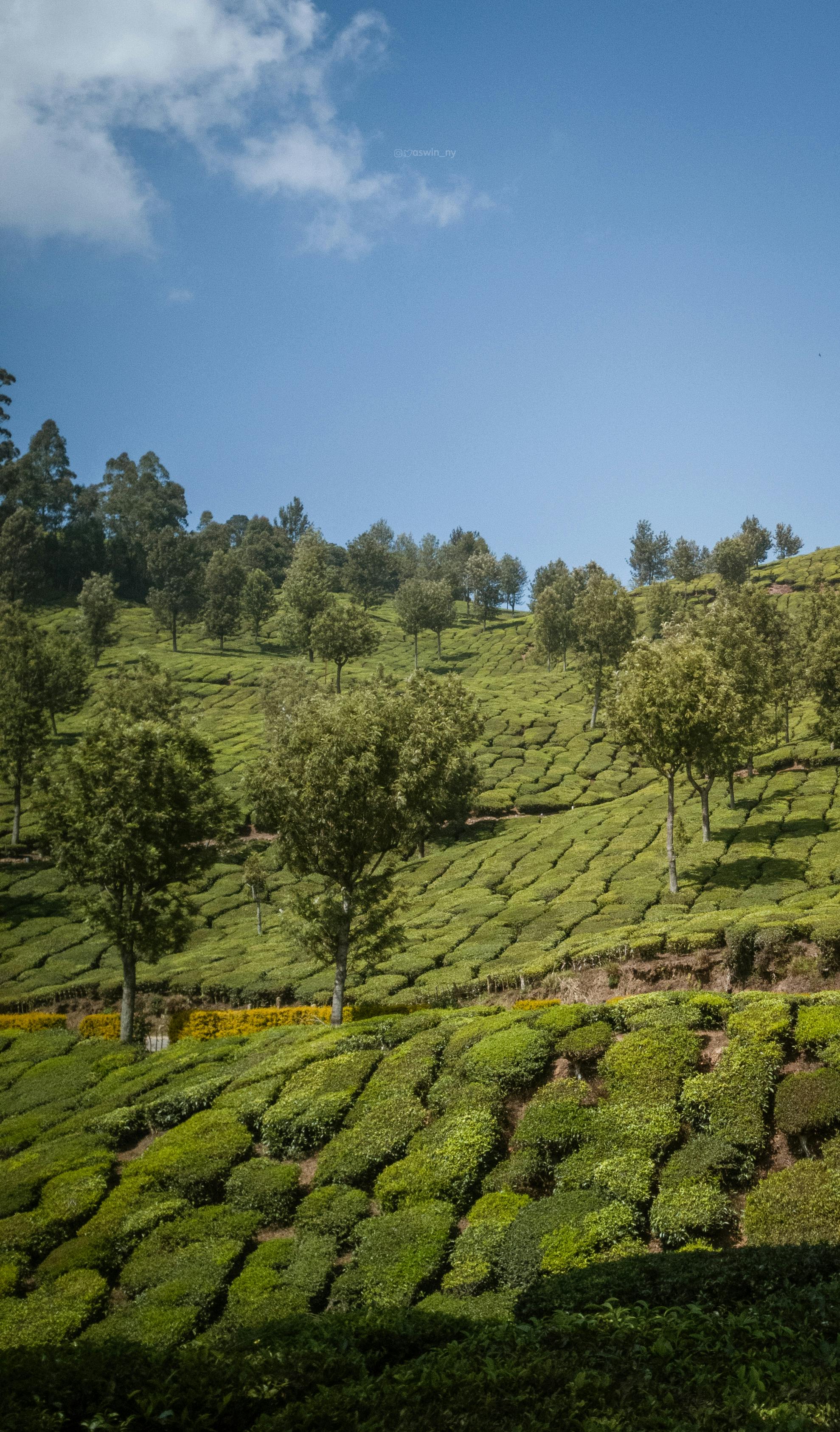 Munnar Memories #Kerala | Autumn phone wallpaper, Munnar, The good place