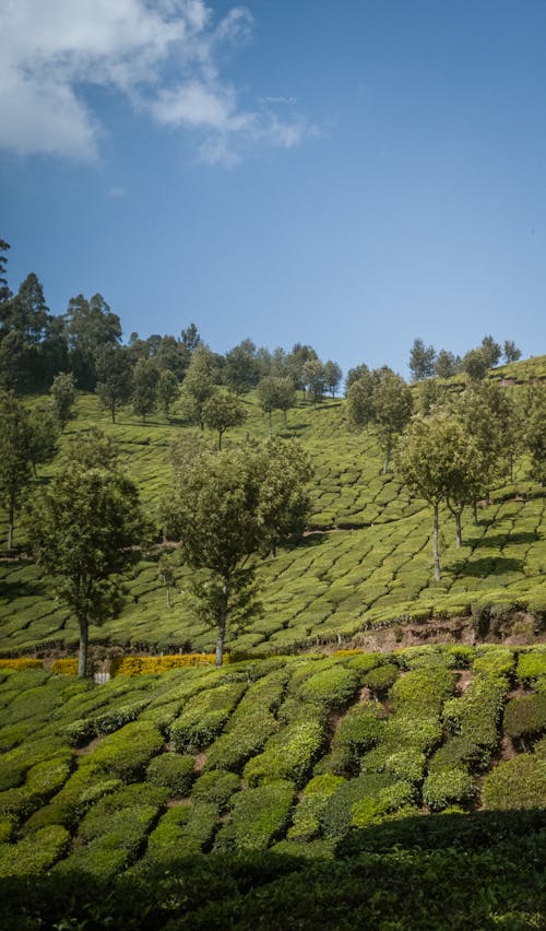 Tea Plantation Under Blue Sky