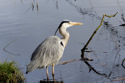 White and Gray Bird on Water