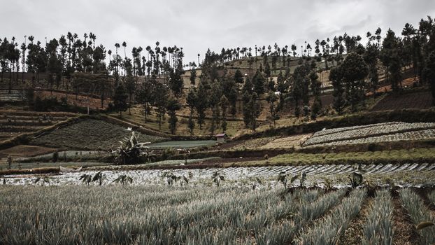 Explore the lush terraced fields and hills of a rural landscape, showcasing agricultural beauty.