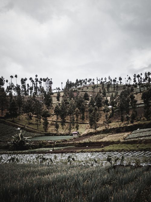 Free A calm farm landscape with hills, trees, and crop fields under a cloudy sky. Stock Photo