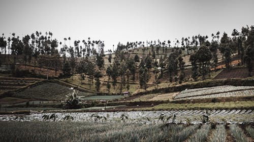 Landscape View of Mountain Farmland