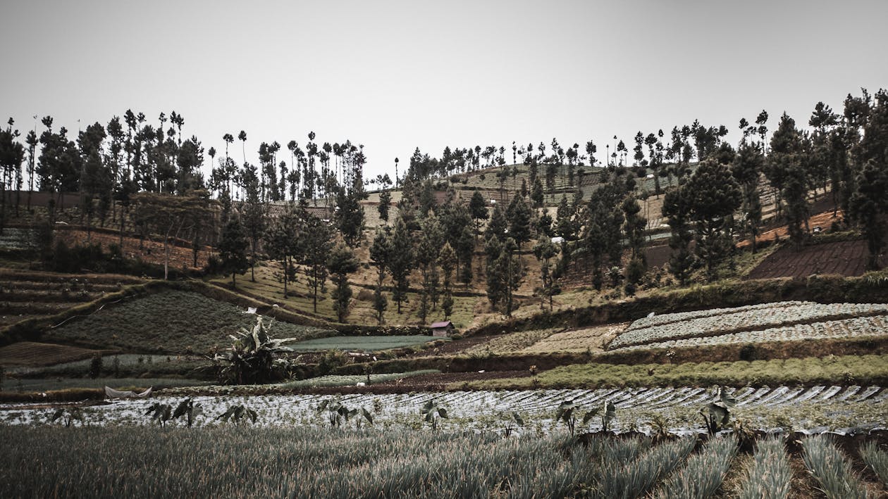 Foto profissional grátis de agricultura, área, área rural