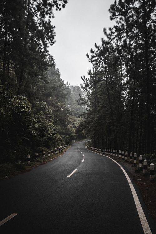 Free Winding road through dense forest with misty atmosphere, perfect for a serene nature escape. Stock Photo