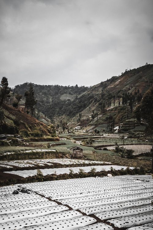 Free Breathtaking view of terraced farmland in a lush mountainous region, perfect for agriculture. Stock Photo