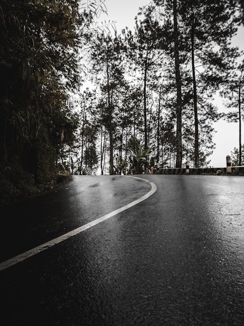 Black Asphalt Road Between Trees