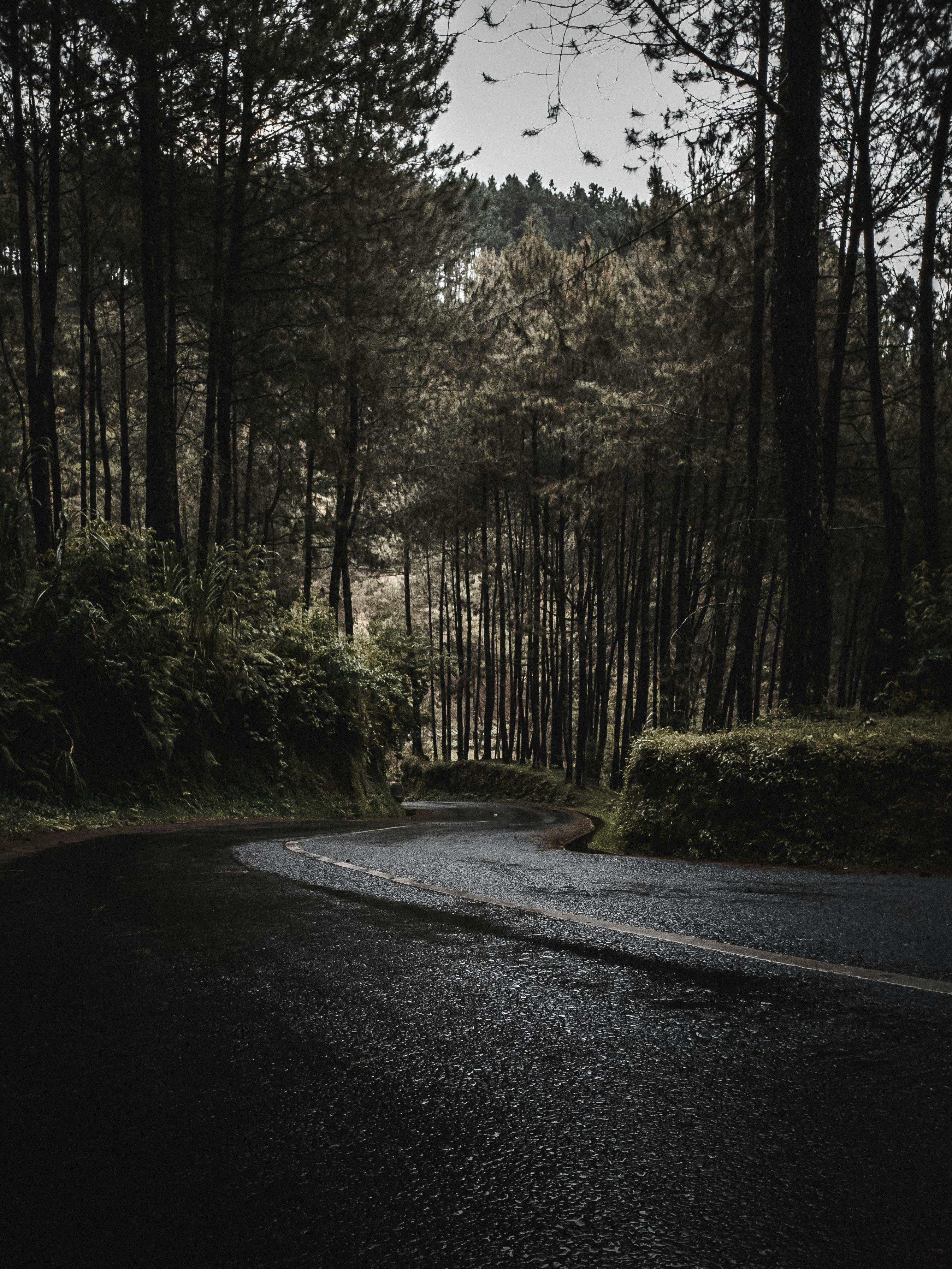 Gray Asphalt Road Between Bare Trees · Free Stock Photo